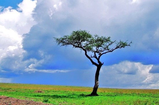 masai mara scenery